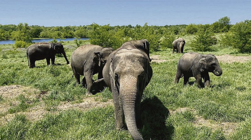 Elefantes asiáticos encuentran refugio en Oklahoma / Asian elephants find refuge in Oklahoma