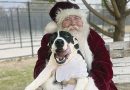 Adopción de mascotas gratuitas / <strong>Tulsa offers free pet adoption</strong>