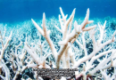 Los arrecifes de coral sufren el cuarto evento de blanqueo mundial, dice la NOAA / Coral reefs suffer fourth global bleaching event, NOAA says